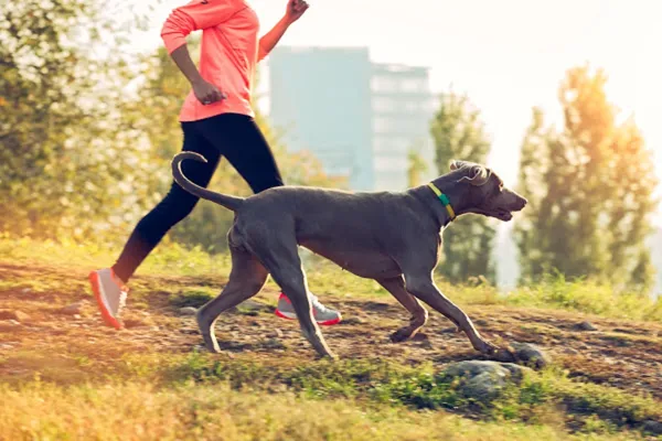 FitBark