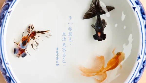 古籍糸柳.jpg