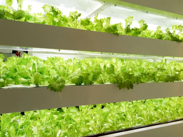 植物工廠_Plant Factory_shutterstock_299828783.jpg