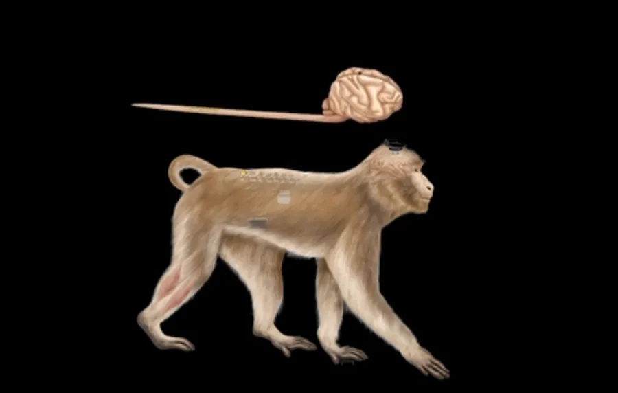 把腦電波轉成Wi-Fi訊號，讓癱瘓者能再次行走