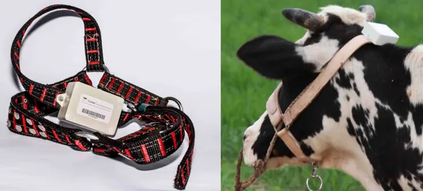 cowlar.png