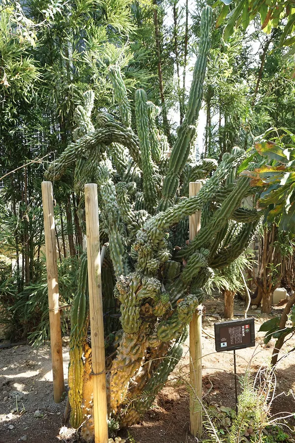 東京_植物散策.JPG