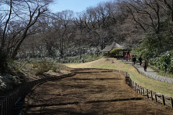 明治神宮御苑＿鳶尾花.JPG