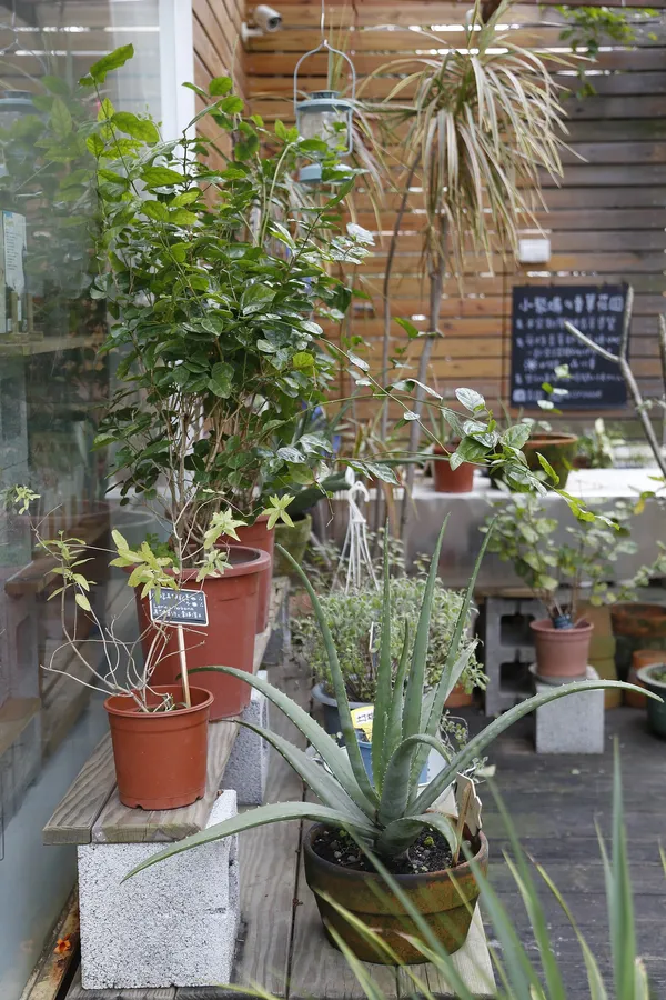 肯園芳療師溫佑君_植物生活配圖3.JPG