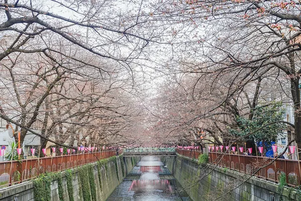 Sakura-114.jpg