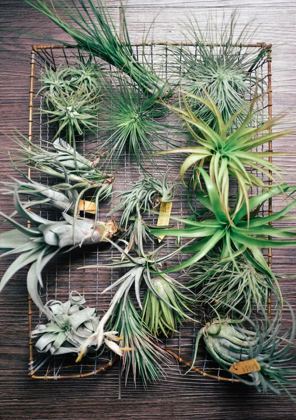 配珍奇植物藏家Yen Hao Chen 4.jpg