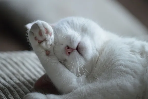 lazycat