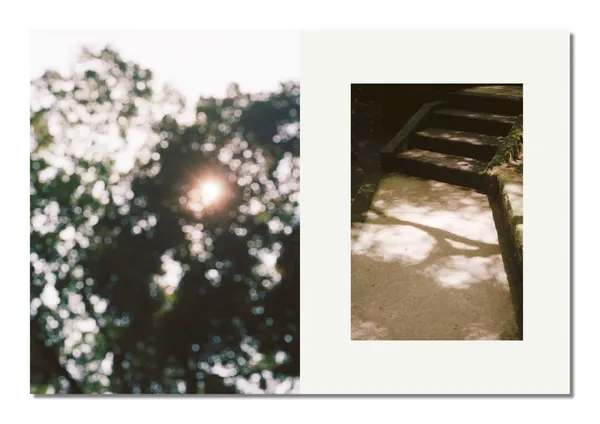 THE PLANT