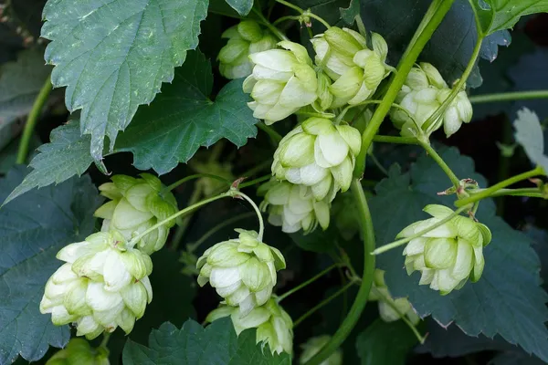hops-1626608_1280.jpg