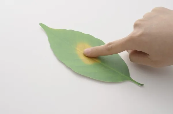 +d_LEAF.jpg