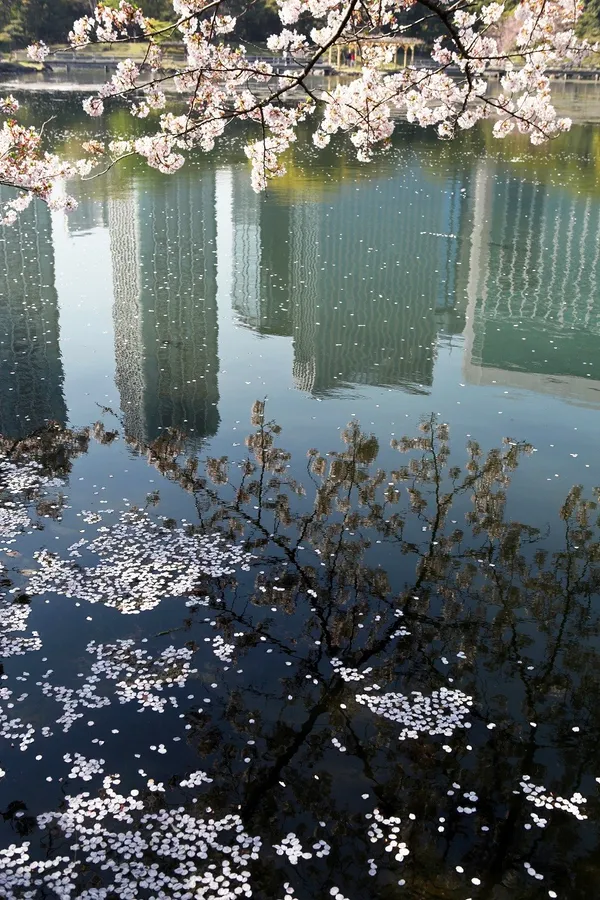 100種東京_濱離宮之春 (2).JPG