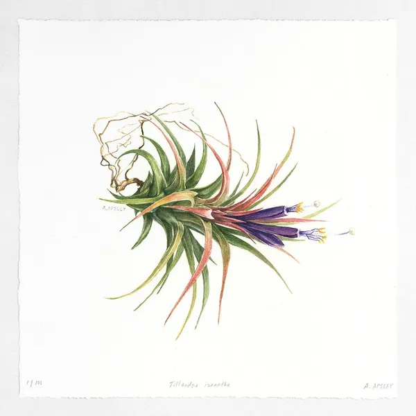 Aaron Apsley05-Ionantha.jpg