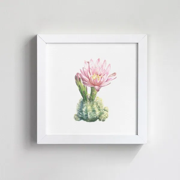 Aaron Apsley08-gymnocalycium+framed.jpg