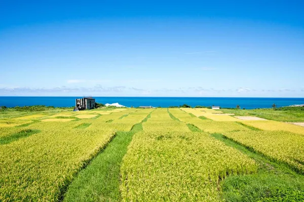 東海岸的里山，互助而後美好：米粑流濕地藝術季