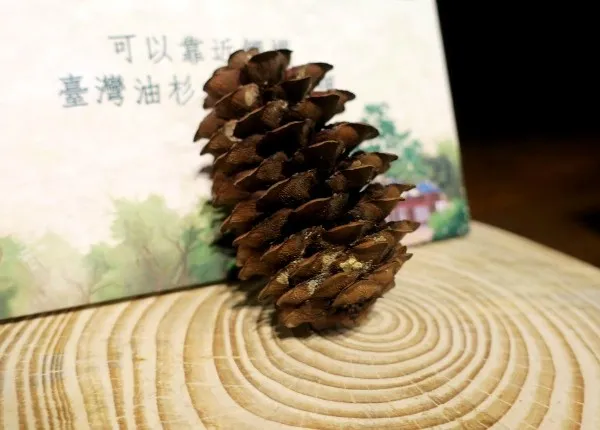 聽雨的新地點_保育小站12.jpg