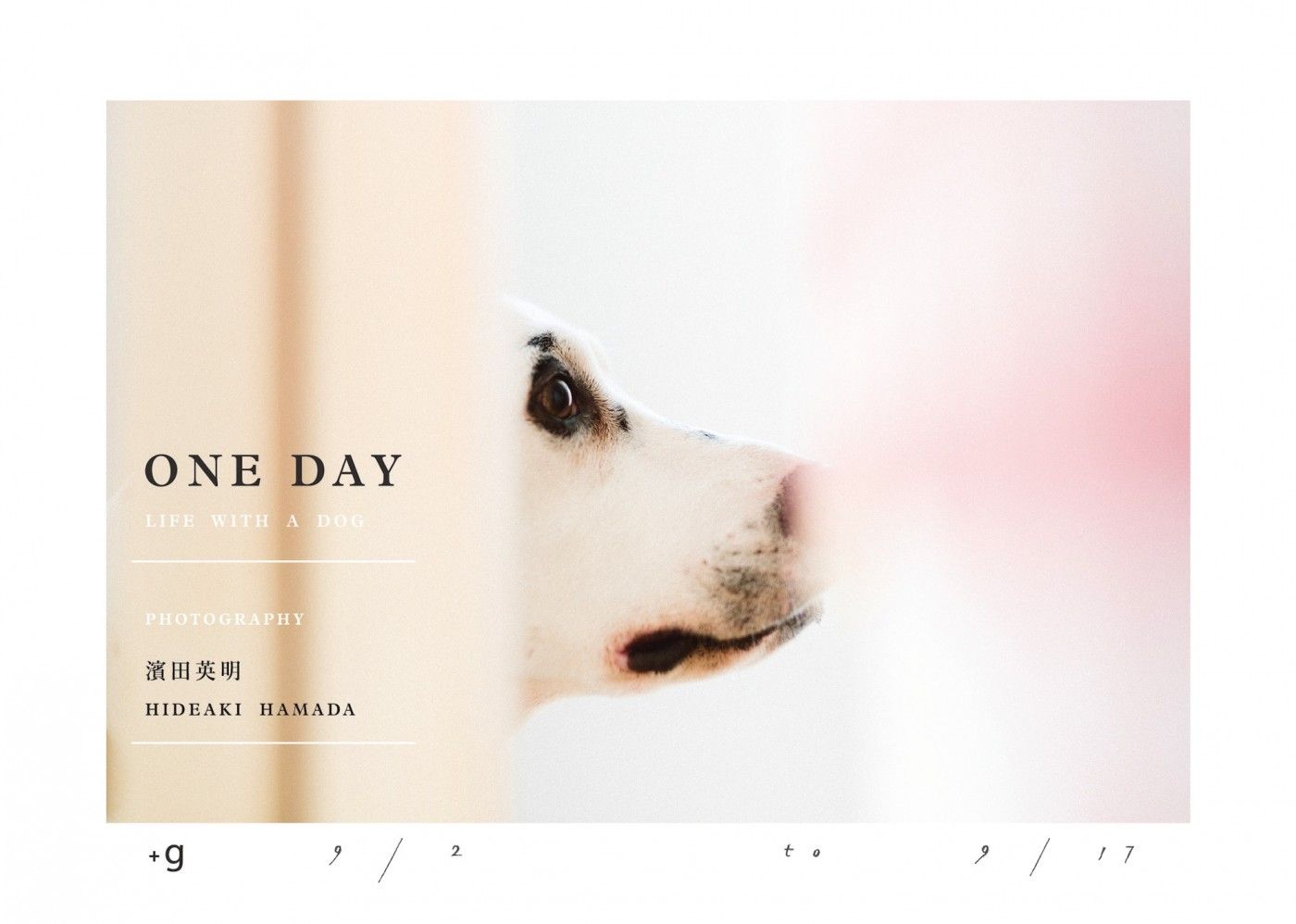 日本攝影師濱田英明「One Day Life with a Dog」台灣首展9月登場