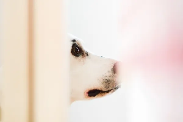 濱⽥英明_OneDayLifeWithADog_01.jpg