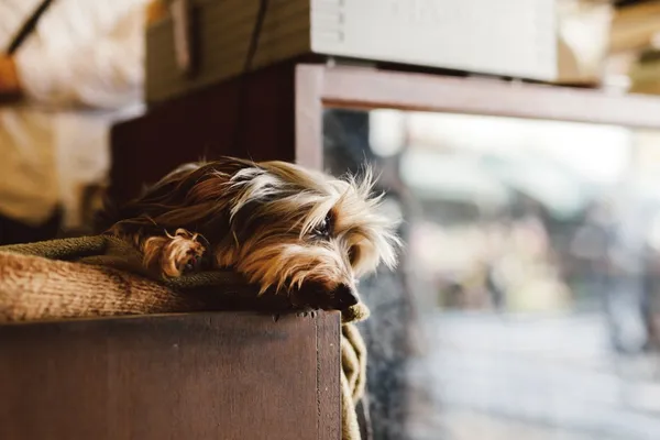 濱⽥英明_OneDayLifeWithADog_05.jpg