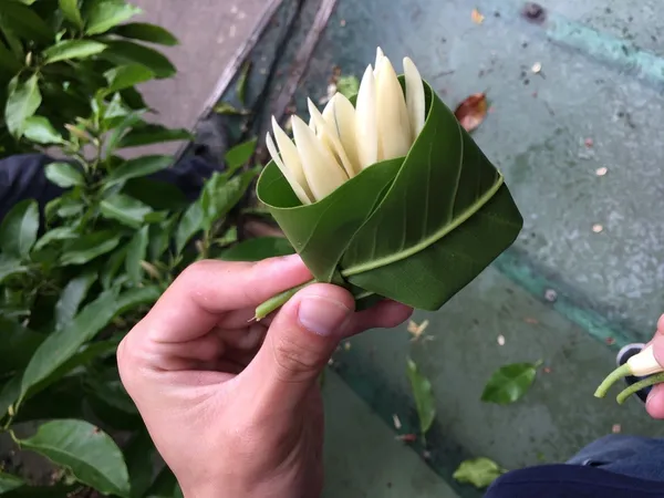 春記農場包葉玉蘭花.jpg