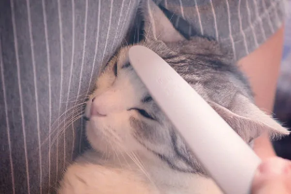 Cat Groomer