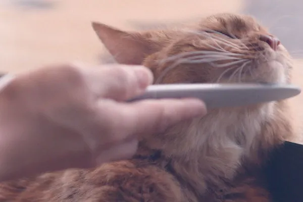 Cat Groomer