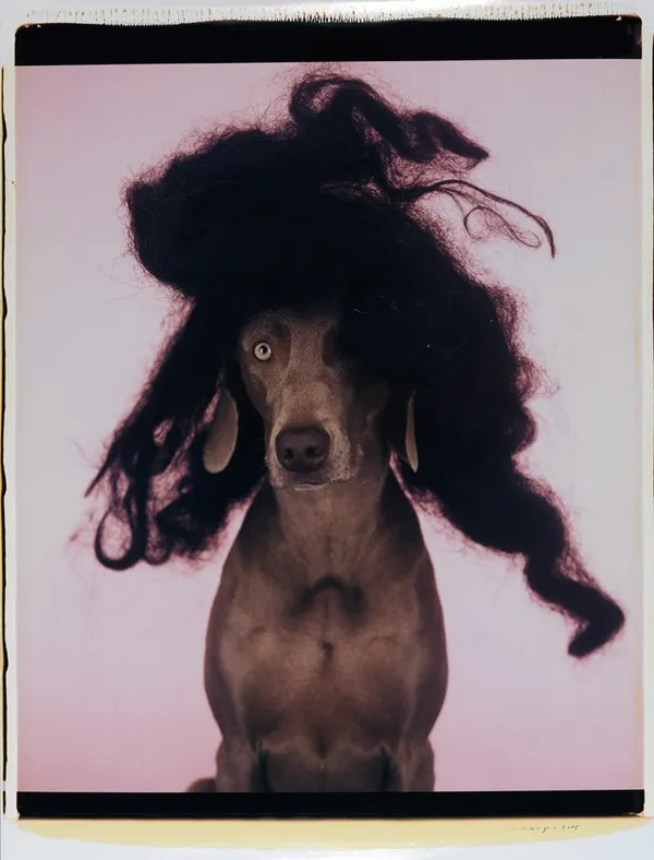 William Wegman_威瑪犬.jpg
