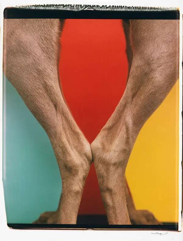 William Wegman_威瑪犬.jpg