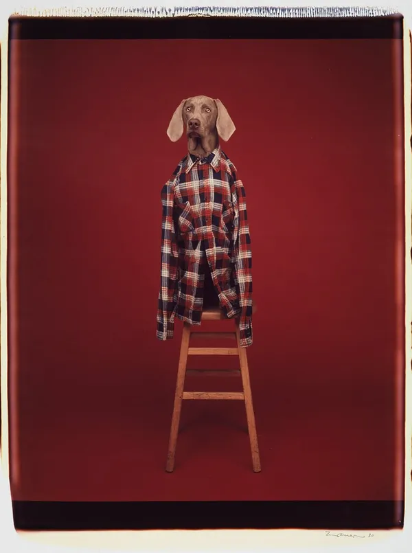 William Wegman_威瑪犬.jpg