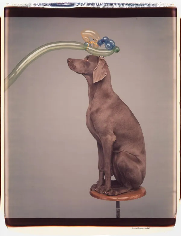 William Wegman_威瑪犬.jpg