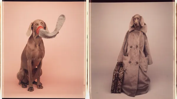 穿著大衣的威瑪犬，William Wegman鏡頭下的狗日子人生