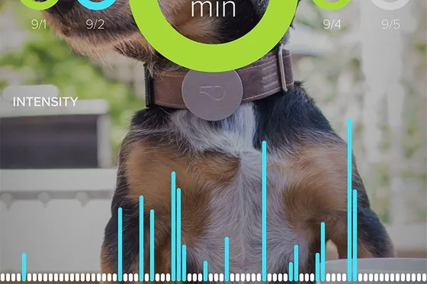 Whistle