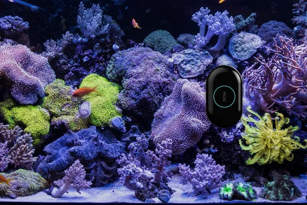 MOAI