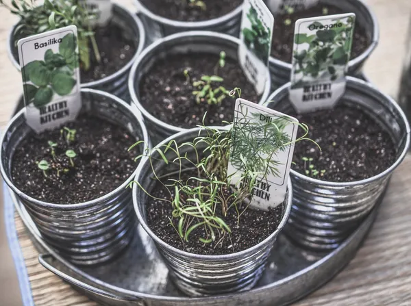 Plant Tree