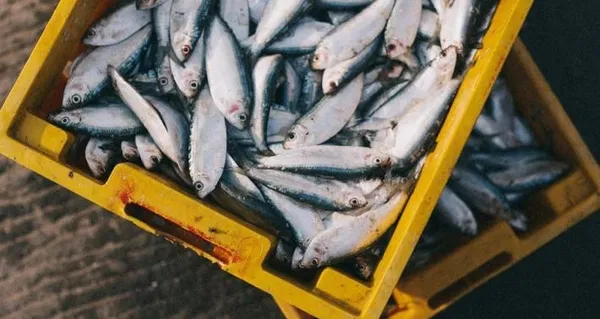 讓魚吃掉二氧化碳 這家美國新創將碳排化為魚飼料 