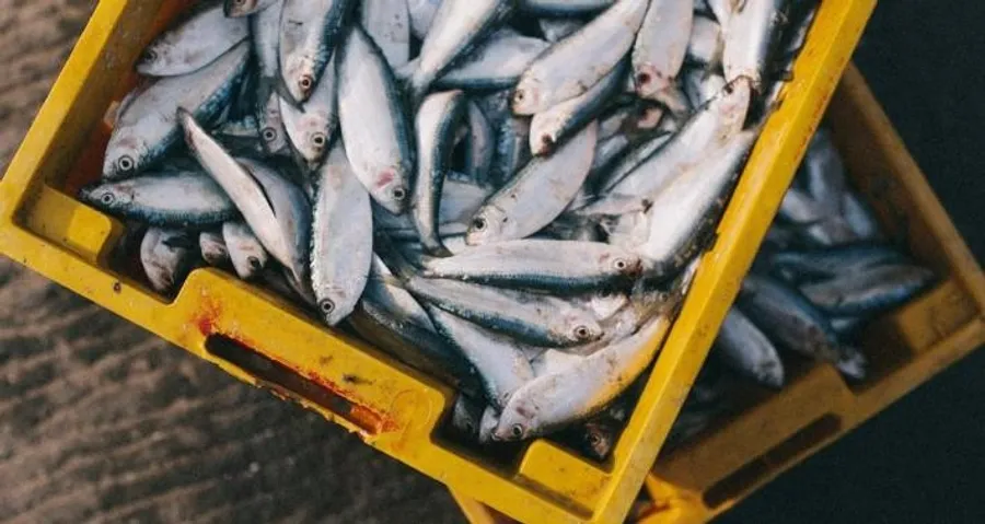 讓魚吃掉二氧化碳 這家美國新創將碳排化為魚飼料