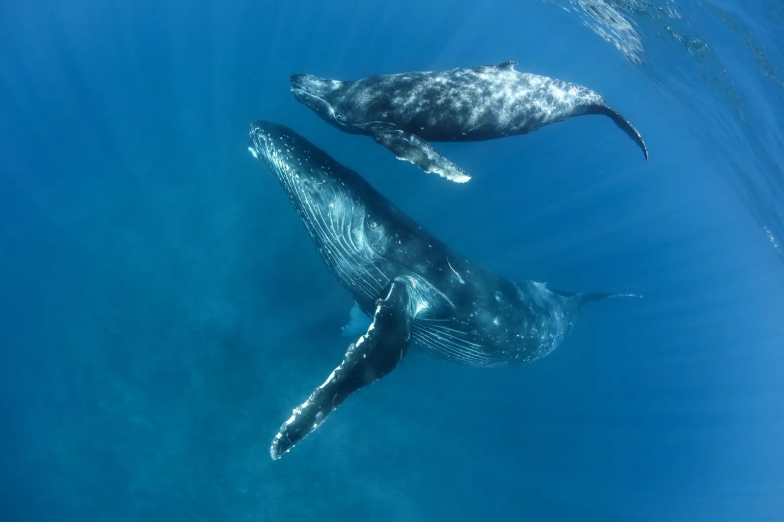 我會用每個夏天去等待 專訪台灣第一位水下鯨豚生態攝影師金磊| ShoppingDesign