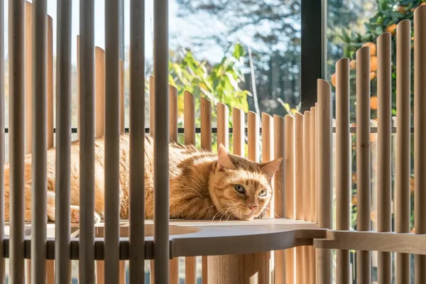 RINN_NEKO貓樹.jpg