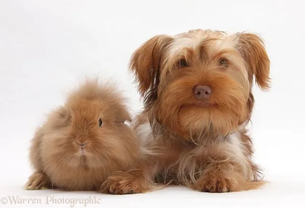 動物界的神相似.jpg