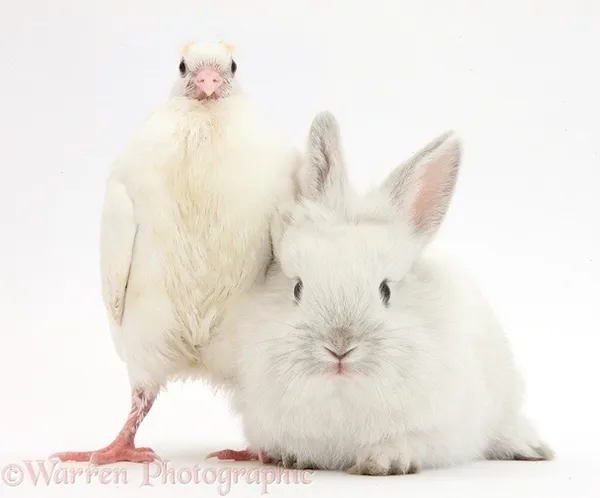 動物界的神相似.jpg