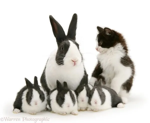 動物界的神相似.jpg