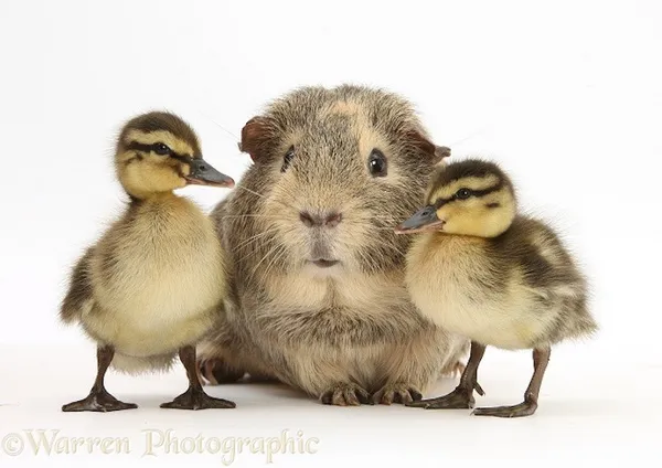 動物界的神相似.jpg