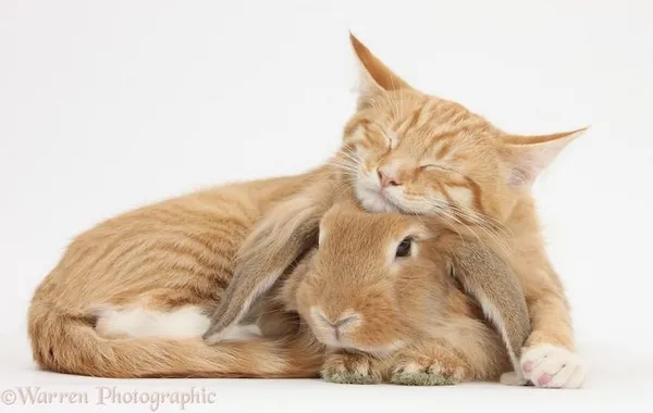 動物界的神相似.jpg