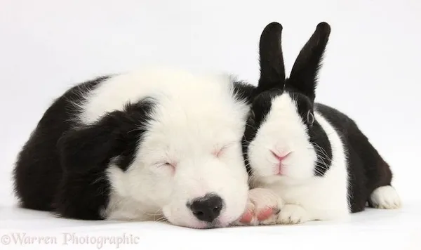 動物界的神相似.jpg
