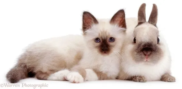 動物界的神相似.jpg