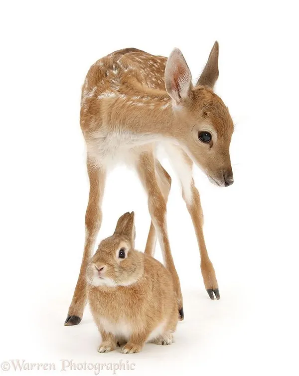動物界的神相似.jpg
