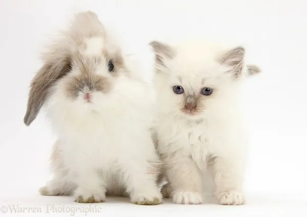 動物界的神相似.jpg