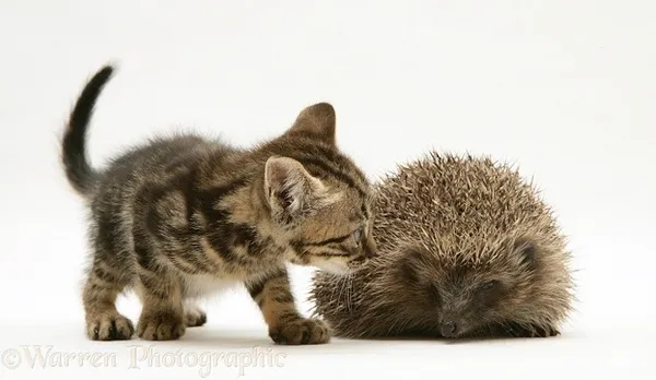 動物界的神相似.jpg