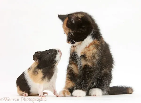動物界的神相似.jpg