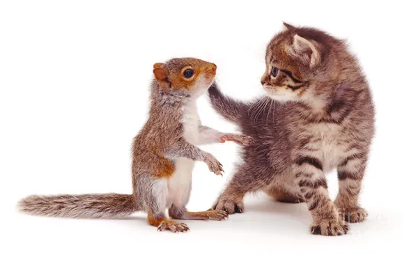 動物界的神相似.png