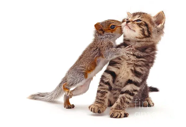 動物界的神相似.png